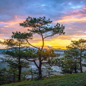 Hoi An to Dalat by private car- Bee Bee Travel