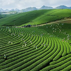 Halong Bay To Moc Chau Car - Bee Bee Travel