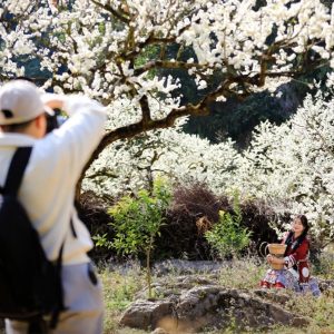 Private Car Halong Bay To Moc Chau - Bee Bee Travel