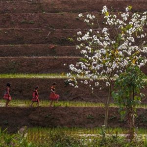 Cat Ba Island To Mai Chau By Private Car - Bee Bee Travel