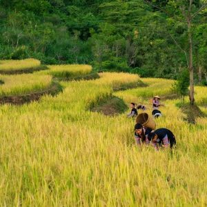 Cat Ba Island To Mai Chau By Car - Bee Bee Travel